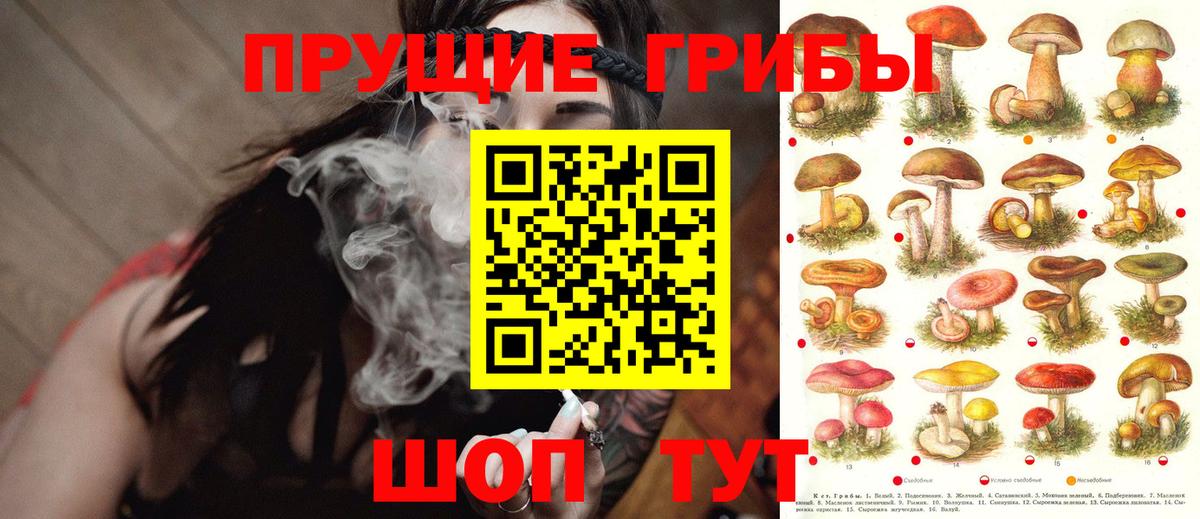 Галлюциногенные грибы Psilocybine cubensis Елабуга